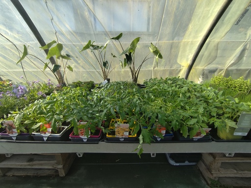 Tomates Barquette de 6 / CoeurDB/ NoirDC/ Marmande/ Grappe/ Cerise/ 