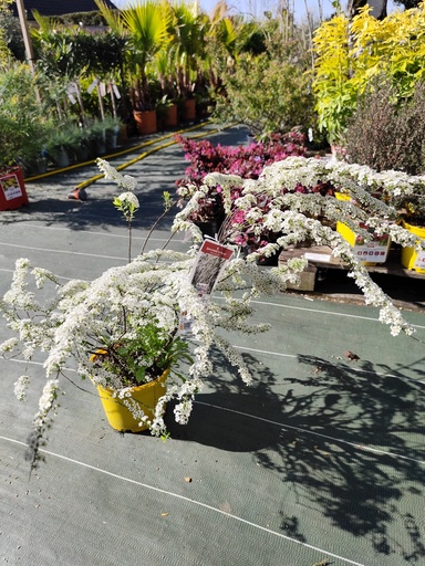 Spiree dentelee 3L/Spiraea cinerea Grefsheim