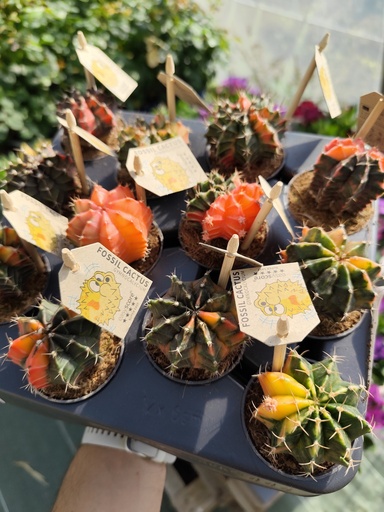 CACTUS Mihanovichii