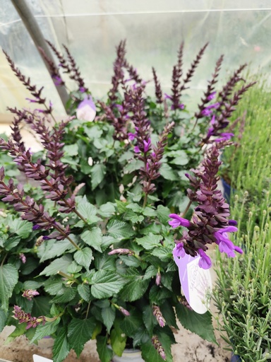 SAUGE - Salvia Salgoon D15
