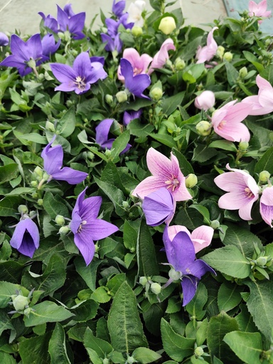 Campanule à grandes fleurs