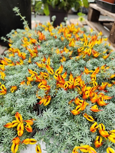 Sabot de la mariée - Lotus corniculatus