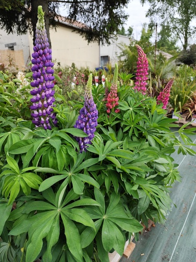 Lupin - Lupinus C10