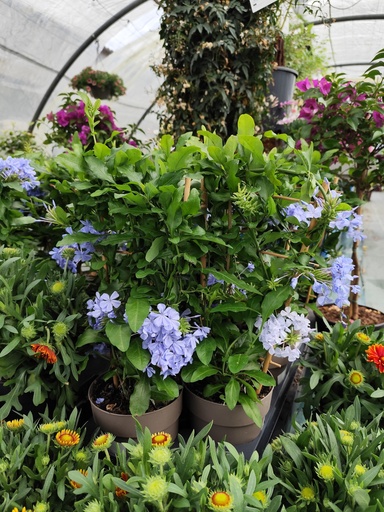 Plumbago auriculata
