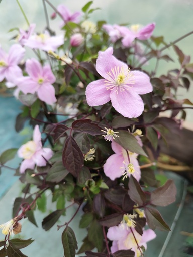 Clematide Montana tetrarose