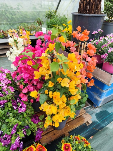 Bougainvilliers pyramide 