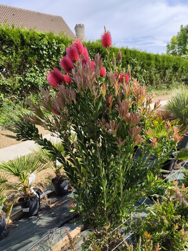 CALLISTEMON viminalis inferno 15L