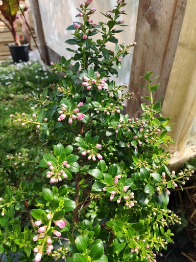 Escallonia apple blossom