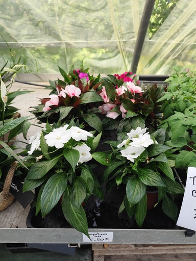 Impatiens D14 