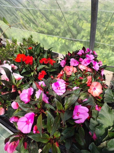 Impatiens 4L