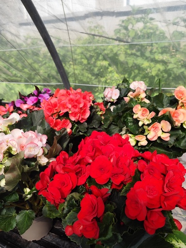 BEGONIA ELATIOR D18