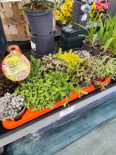Sedum D11