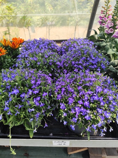 Lobelia erinus