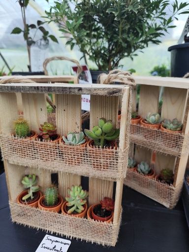 SUSPENSION Succulente