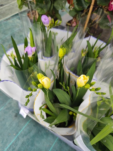 Freesia D13