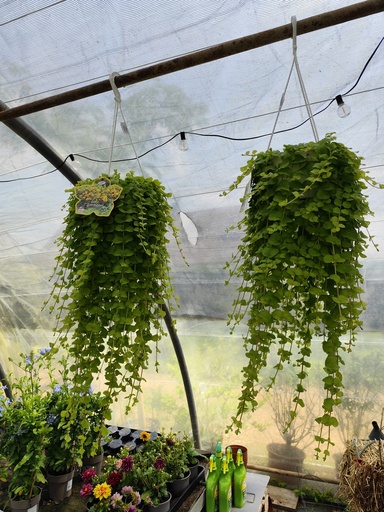 SUSPENSION Lysimachia 