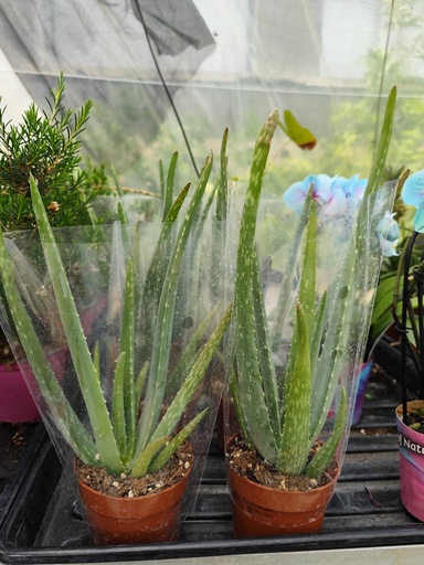 Aloe vera D10
