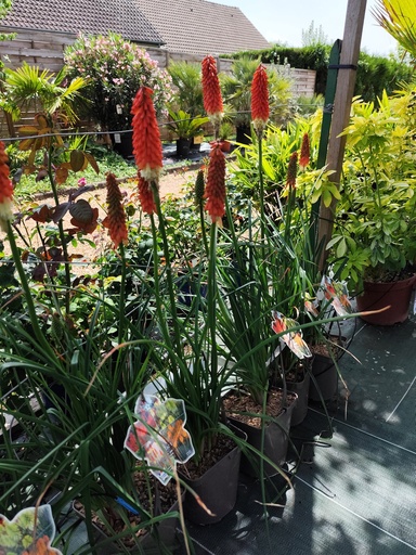 Kniphofia / Tison de satan