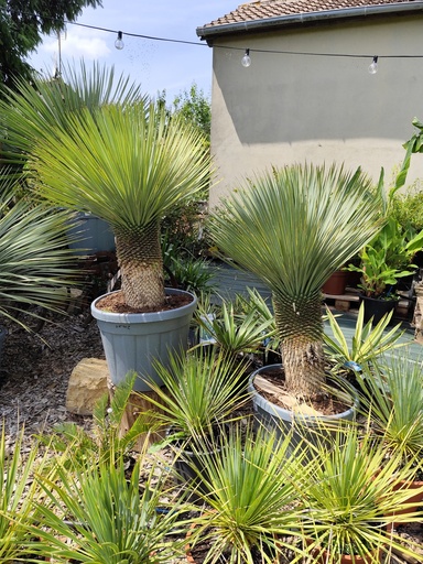 YUCCA Rostrata 45L