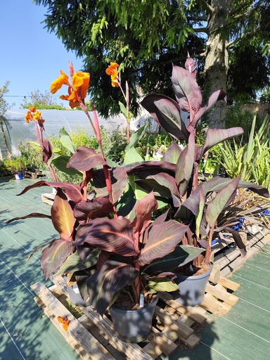 CANNA durban/pretoria 125cm