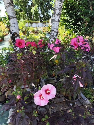 Hibiscus des marais (Moscheutos)