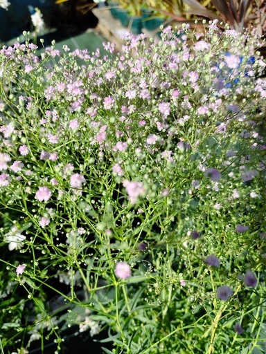 GYPSOPHILE Flamingo