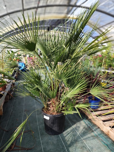CHAMAEROPS HUMILIS 25L 