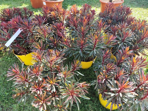 EUPHORBIA characias miners merlot Pot de 3L 