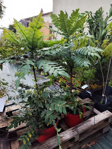 MAHONIA x media Charity (jaune) C.10L