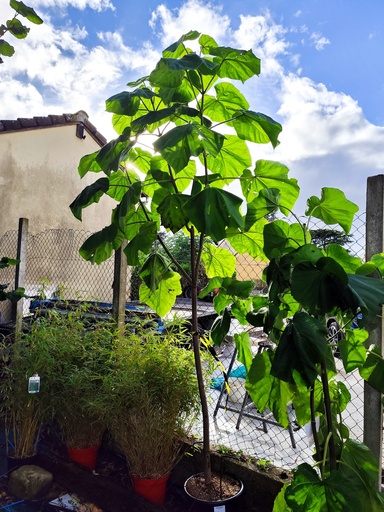 Paulownia "Arbre imperial"