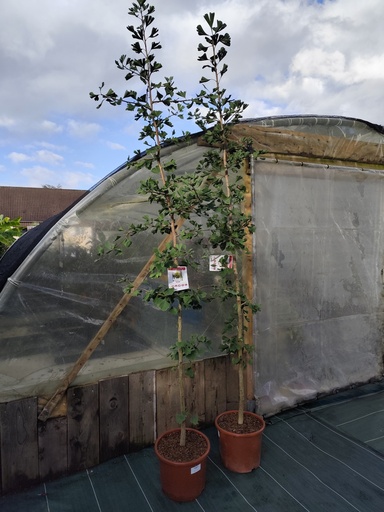 GINKGO Biloba 15L
