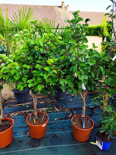 ABRICOTIER (PRUNUS ARMENIACA)C.15L