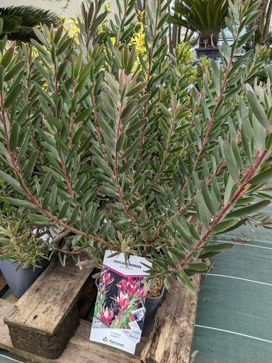 LEUCADENDRON x Safary sunset C.4L RC