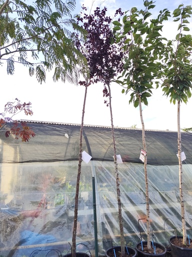 Prunier myrobolan / Prunus pissardii 20L Tige (3m ~)