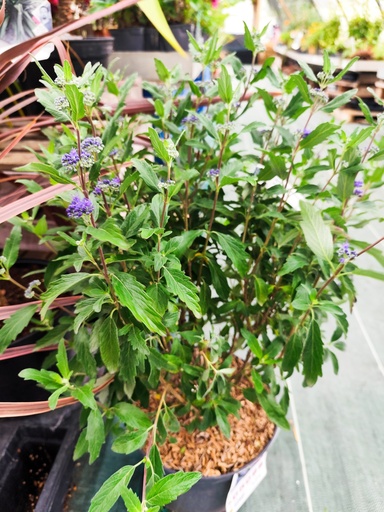 Spiree Bleue / Caryopteris Grand Bleu 5L