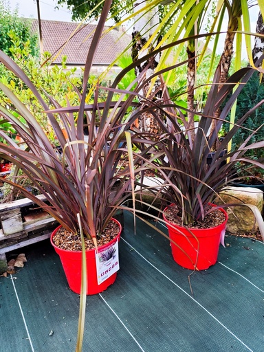 Phormium Tenax Purpureum 7.5L 