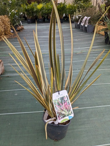 PHORMIUM tenax Brown sugar C.2L RC