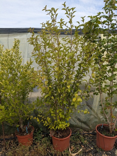 Troene du Japon - Ligustrum japonicum 15L