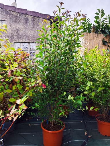 Troene du Japon - Ligustrum japonicum 15L