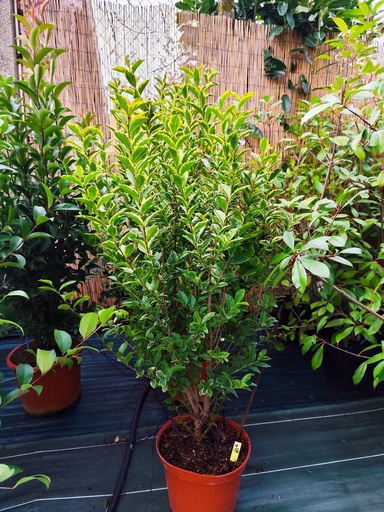Troene doré - Ligustrum ovalifolium Aureum 7.5L