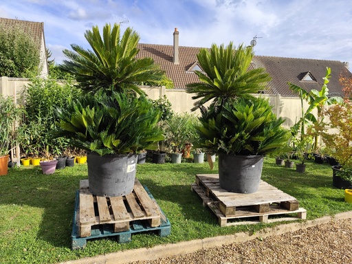 Cycas revoluta 140L