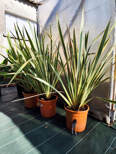 Phormium tenax panaché 