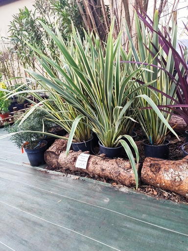 Phormium tenax variegatum