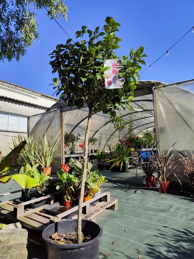 CAMELLIA japonica sur tige 