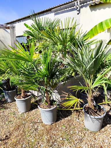 TRACHYCARPUS fortunei 15L 