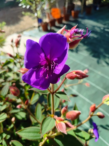 TIBOUCHINA 10L