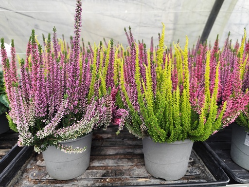 Calluna vulgaris Trio D17