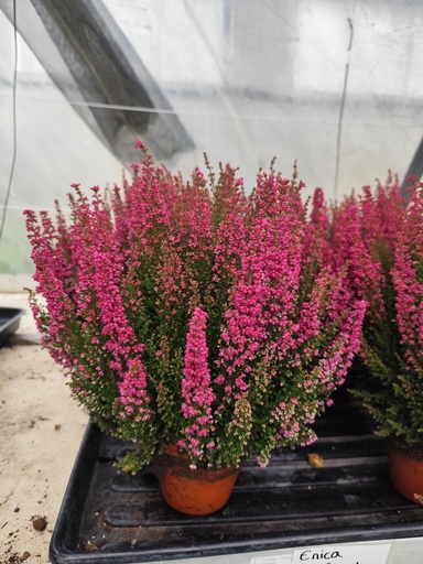 Erica Gracilis D12T