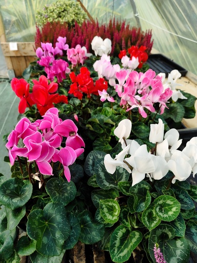 Cyclamen D15