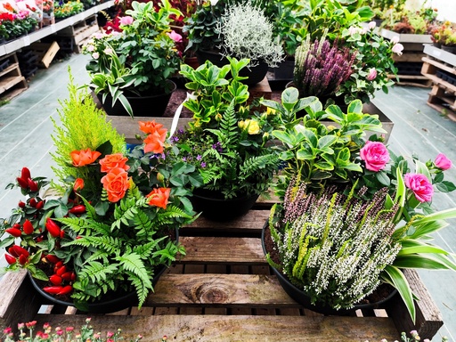 COMPO 5 plantes ASSORT 